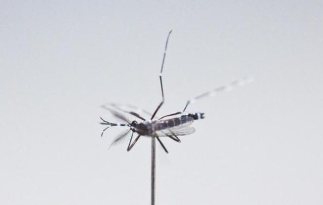 研究表明超过40℃蚊子将停止吸血活动