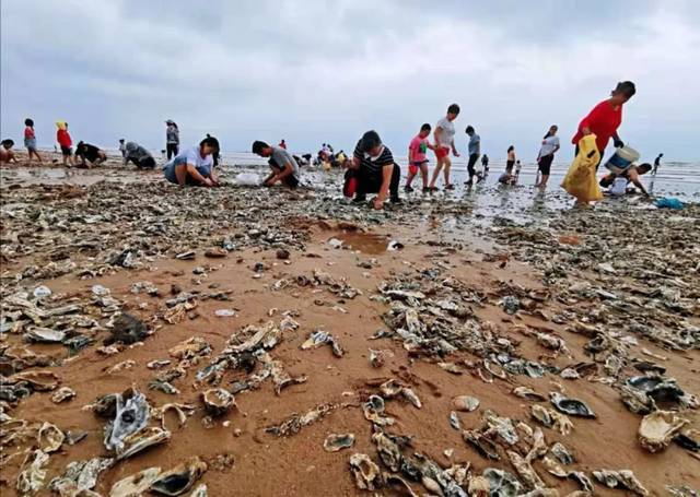 台风给青岛海滩吹来大量海鲜 专家提醒：注意卫生