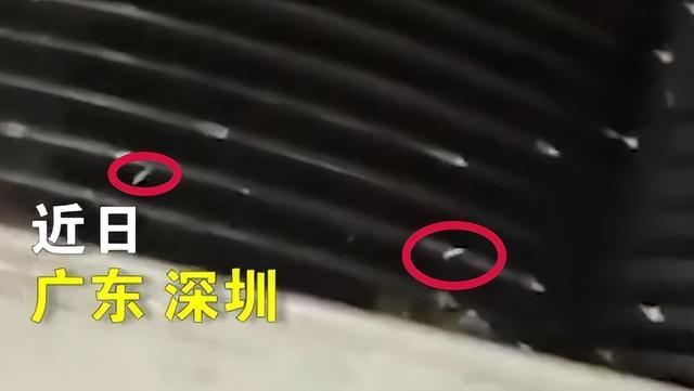 深圳一小学配餐公司厨具遍布蛆虫?教育局通报:已立案调查