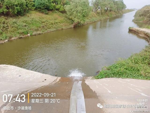 鄱阳湖空前干旱 候鸟过冬成大考 水泵抽水“造”湖面