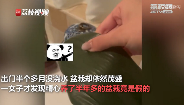 女子养了1年的多肉是塑料做的，气晕了！