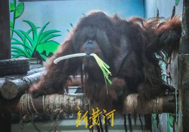 山东黑猩猩一天一棵大葱三四瓣蒜 园方：预防感冒