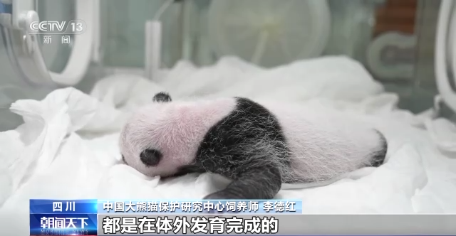 国宝添新丁！2022年熊猫中心繁育大熊猫8胎13崽