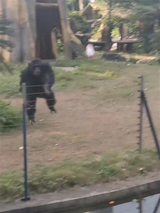 南宁动物园回应猩猩扔水瓶砸伤游客：猩猩正当防卫