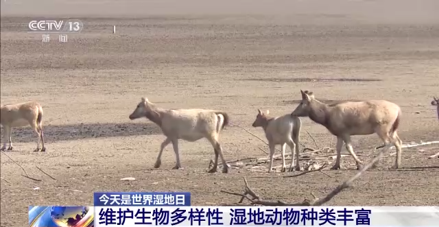 中国湿地保护成绩单来了