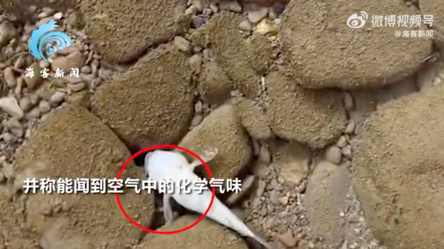 “生化武器级”毒气污染美国俄亥俄小镇后，事发公司给当地捐了两万五美元！
