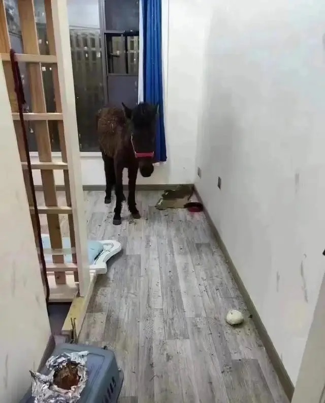 一租客在出租屋内养马 房东：当时租客是说过要养宠物 想破天也没想到会是马