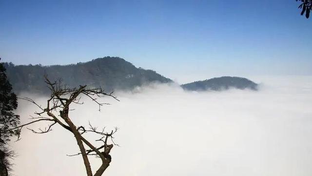 小伙因社恐常年钻深山，发现8个新物种 以自己的名字命名4种