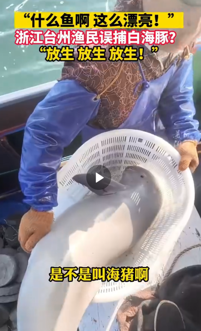 渔民误捕江豚后果断放生 网友纷纷发问这是什么鱼啊这么漂亮！