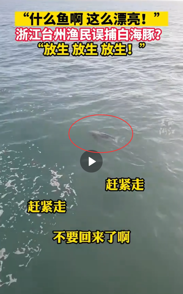 渔民误捕江豚后果断放生 网友纷纷发问这是什么鱼啊这么漂亮！