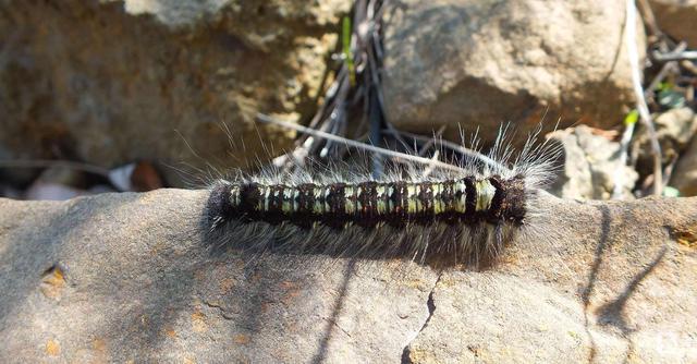 地震后松毛虫大规模入侵土耳其 密恐症请谨慎点击