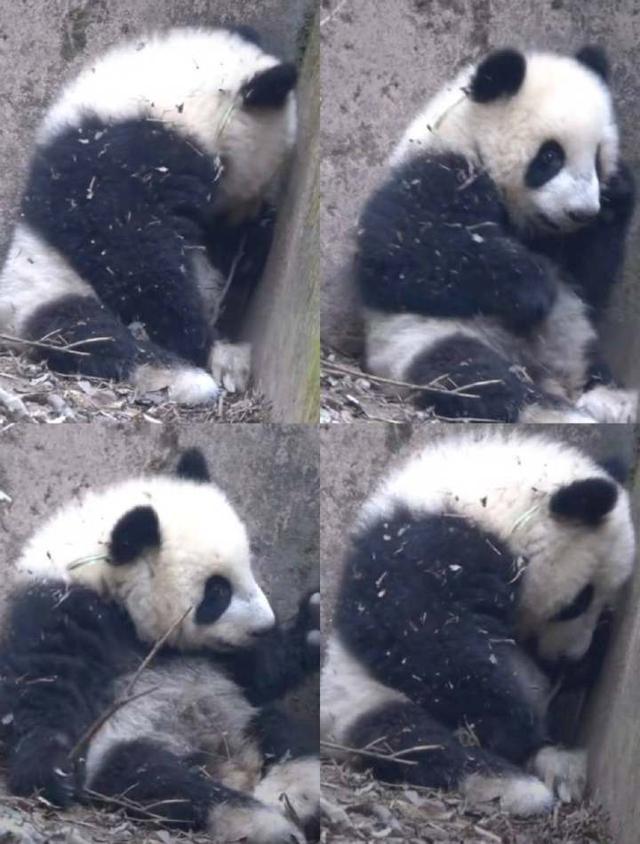 成都基地回应熊猫福菀被人泼水 饲养员随即带离照料，目前状态稳定