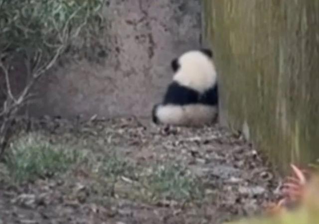 “福菀”被泼水后躲角落 网友：别逼我文明用语 