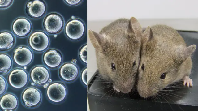 首次两只雄性老鼠“产仔” 网友吐槽：最后还是要雌鼠代孕！