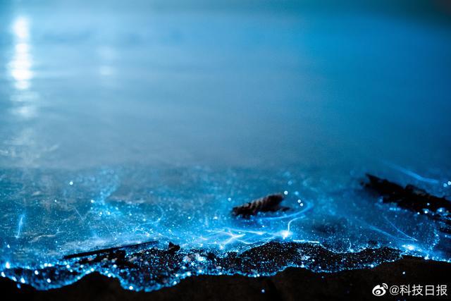 福建平潭惊现蓝眼泪奇观 浪漫至极的“蓝眼泪”是怎样形成的？