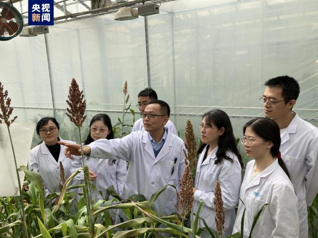科学家发现作物耐碱基因，可使作物增产并改善盐碱地作物生长条件