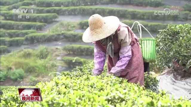 又是一年春茶季 各地茶园抢“鲜”采