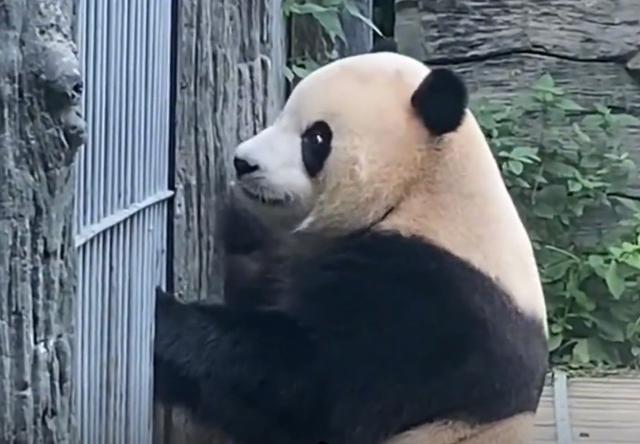“萌兰”运动场周边实行限时参观 北京动物园吸引大批游客！丫丫回国倒计时！