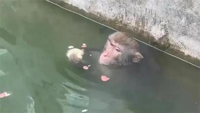 南京网红猴在动物园被打，网友：活该！