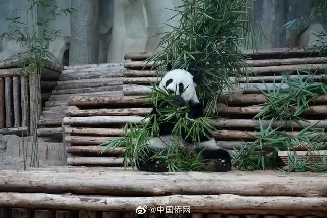 旅泰大熊猫林惠死亡 中方要求封存尸体等专家调查