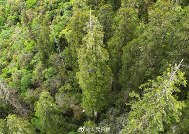 西藏发现亚洲第一高树 一株高达102.3米的西藏柏木
