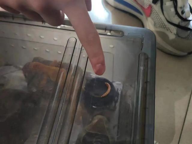 男子恶意向商家索赔被拘 索赔得到赔付尝到甜头，多次向购回的食品添加异物敲诈商家