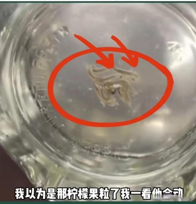 网友称在豪享来喝出异物，店员却坚称是柠檬籽，网友：柠檬籽会动？