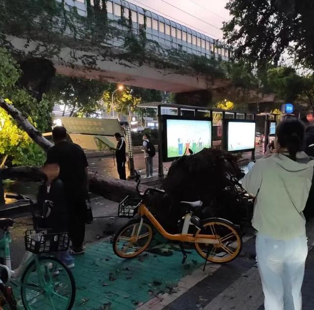 南京大风暴雨车被吹翻 6层楼高大树被连根拔起！网友：原来萧敬腾在