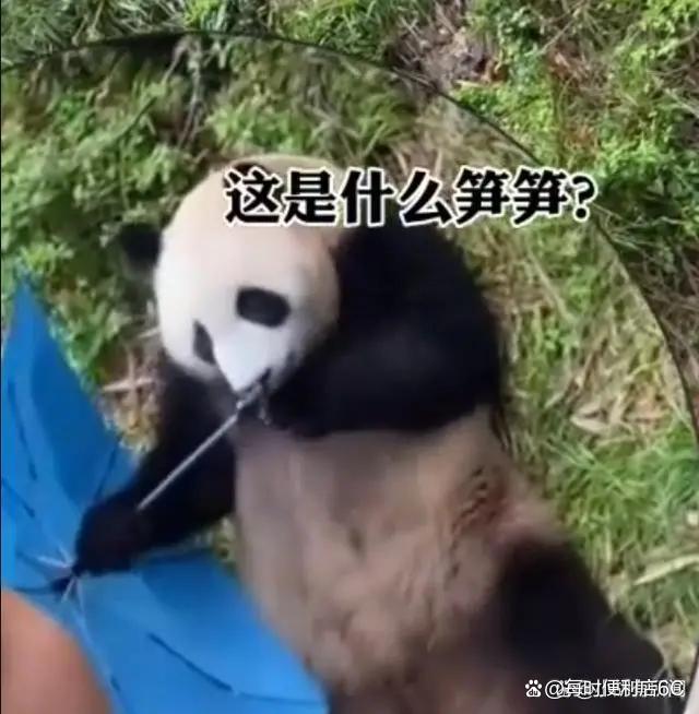 大熊猫捡到游客的伞还给撑开了 以为天降“笋笋”