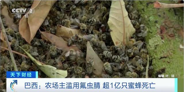 接连死亡！巴西农场住滥用杀虫剂导致超1亿只蜜蜂被毒死