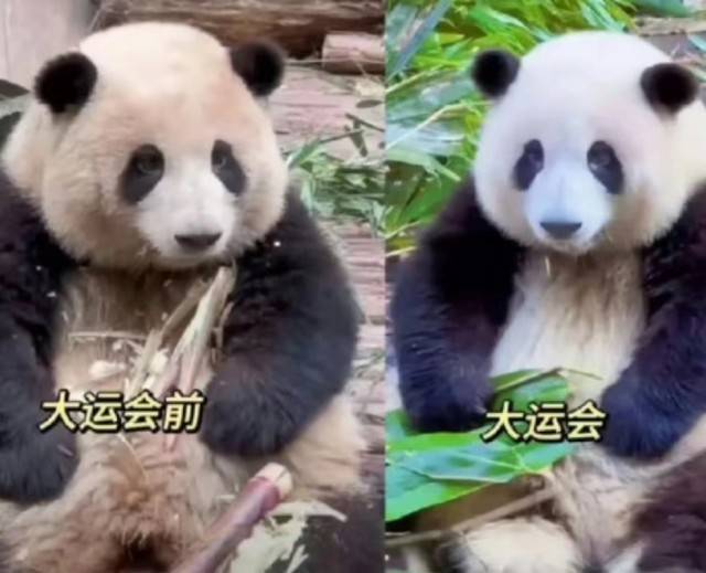 熊猫花花变白啦 全国人民都知道她洗澡了 
