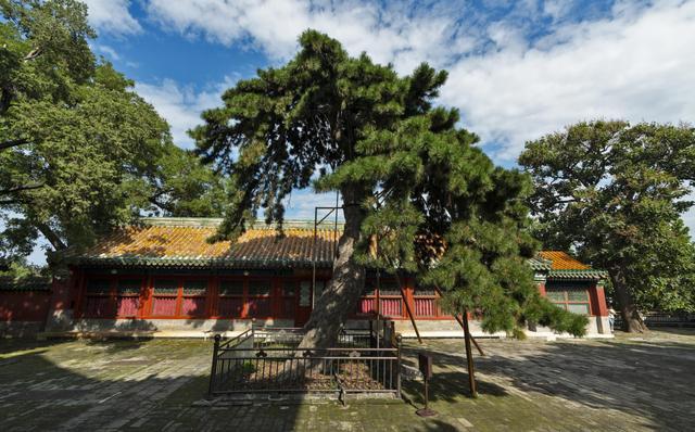 国内首次，北京4万余株古树名木体检“全覆盖”