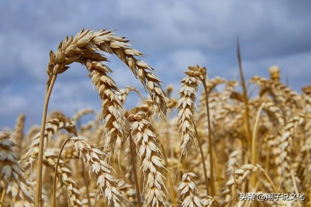 小麦价格迈过1.5元/斤后冲高回落，旺季来临能否带动再次上涨？