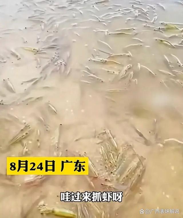 广东一海滩涌现大量海虾 网友：虾是有预感了吗？