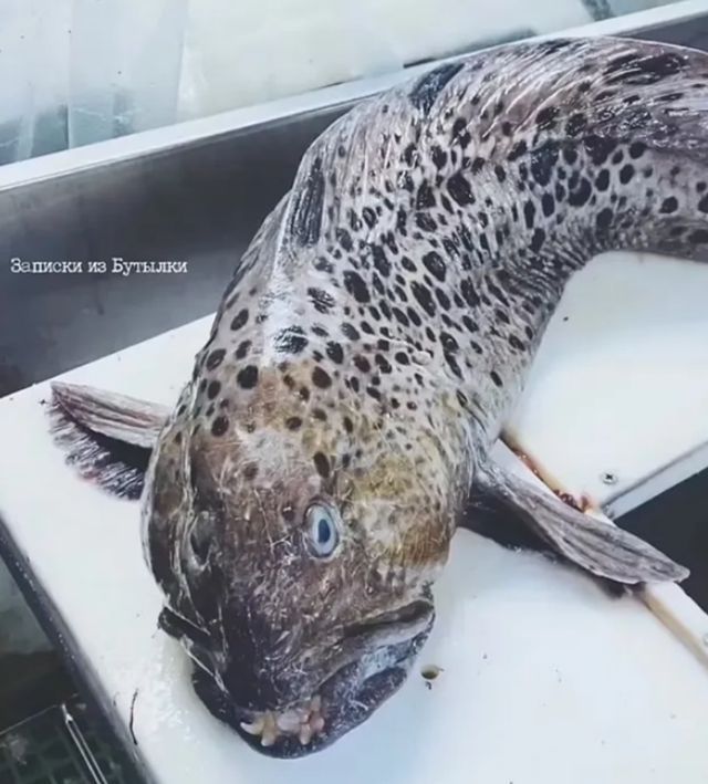 俄罗斯惊现深海恐怖怪鱼 可能是罕见的深海狼鳗