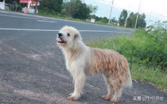 泰国现忠犬八公！小狗走丢4年在原地苦等主人，再偶遇却不跟主人走了