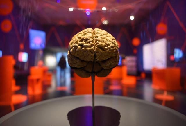 科学家发现新型大脑细胞 神经科学界受到了震动