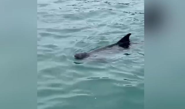 香港水域再出现鲸的踪迹 该头鲸体积小，背鳍长期外露水面