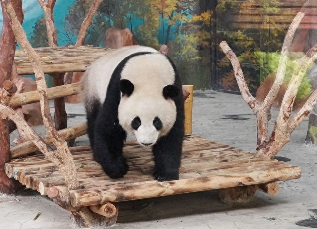 雅安大熊猫疑似被游客无人机吓到躲起来，旁人称多次劝阻该游客无果