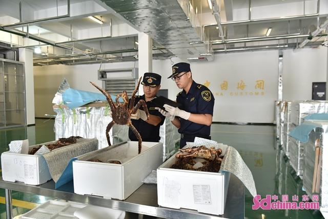 8吨俄产活帝王蟹抵青岛 这是青岛机场首次大批量保障进口鲜活帝王蟹
