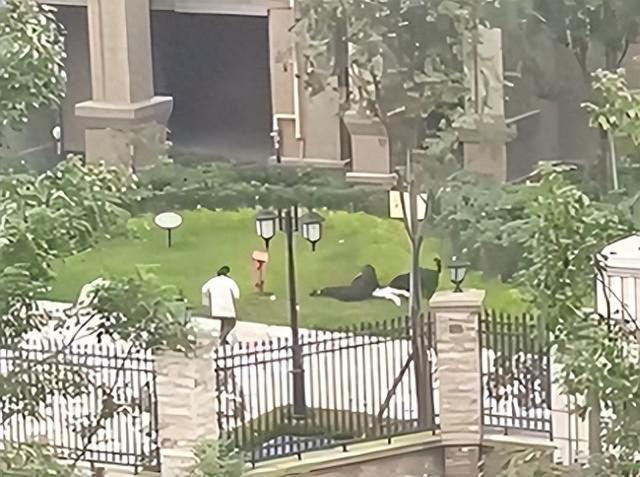 女童母亲说狗主人至今没表态孩子仍未脱离生命危险 比较担心后续高昂的治疗费用