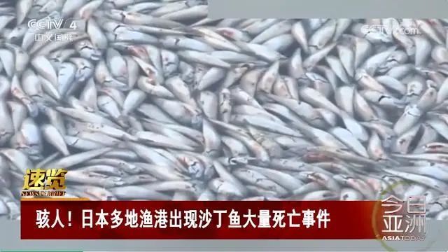 场面骇人！大量沙丁鱼涌入日本渔港后集体死亡，密密麻麻铺满水面