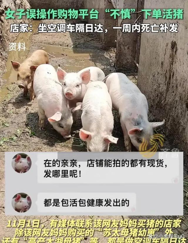 女子某平台购物误操作网购一头猪 猪已经上路了俨然是不好退了