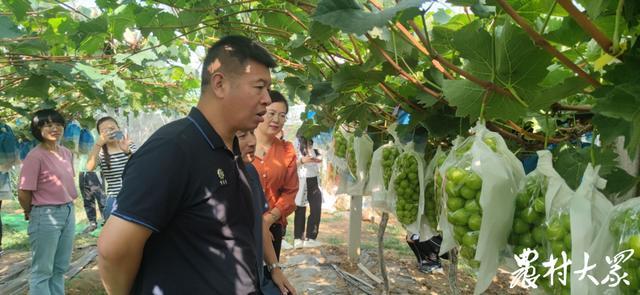 媒体评阳光玫瑰价格暴跌 扩种速度过快品质把控不严 导致风味差强人意消费者不认可