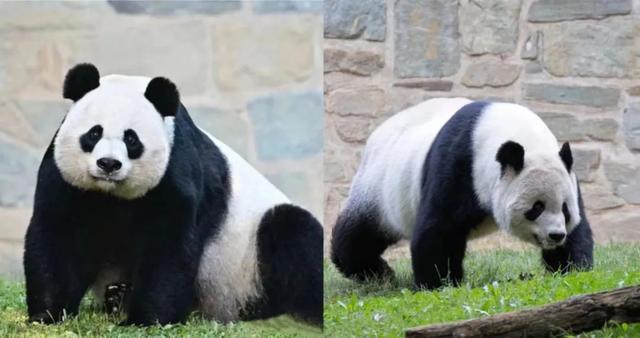 旅美大熊猫美香添添小奇迹已回国一家已抵达成都2