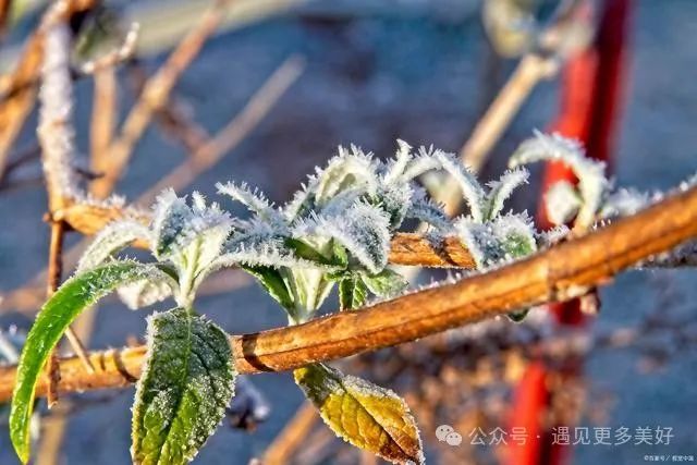 頭九不冷看三九三九不冷正月寒春節雨雪情況如何農諺解讀探尋古人智慧