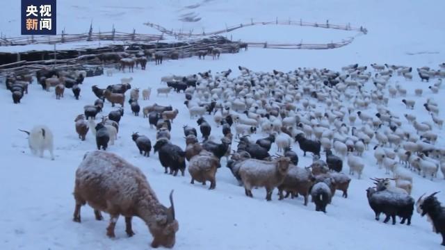蒙古国遭遇50年不遇雪灾 积雪厚度已能没过蒙古包