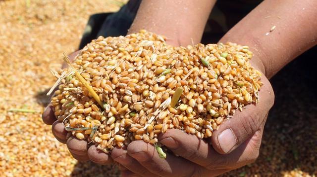 抢粮！小麦价格“涨猛了” 1夜大涨6分5 2024年2月23日小麦行情