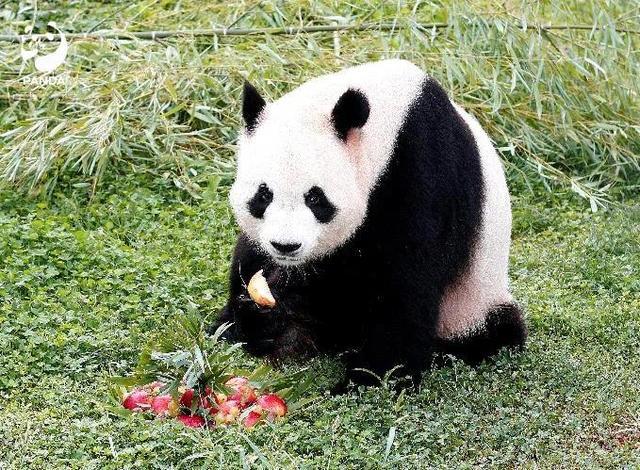 大熊猫冰星花嘴巴一家5口到家了，平安抵达成都