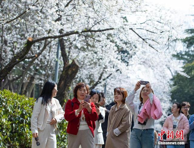 武汉大学樱花即将进入盛花期 公众可免费预约赏樱